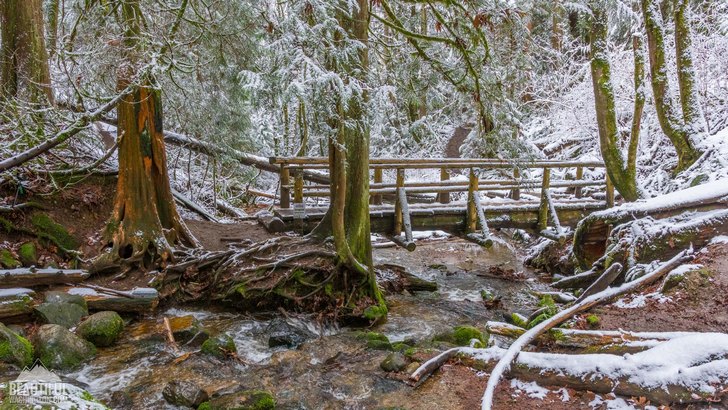Winter beauty of Coal Creek Falls Trail, King County, Cougar Mountain Regional Wildland Park