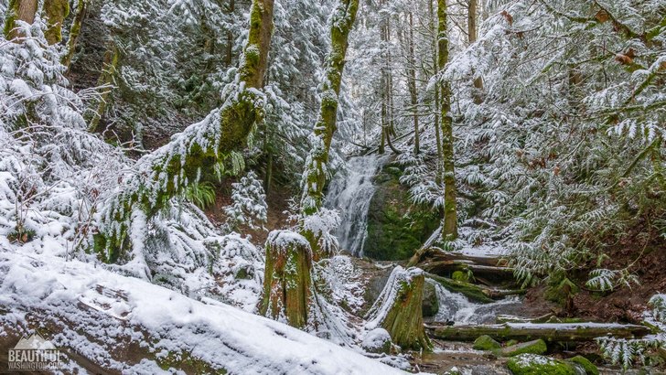 Winter beauty of Coal Creek Falls Trail, King County, Cougar Mountain Regional Wildland Park