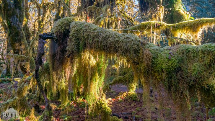 Photo from Olympic National Park, Hoh Rain Forest, Hall Of Mosses Trail