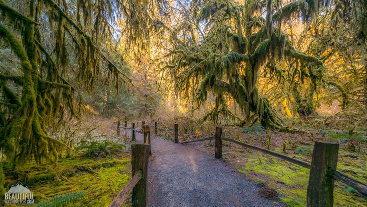 Photo from Olympic National Park, Hoh Rain Forest, Hall Of Mosses Trail