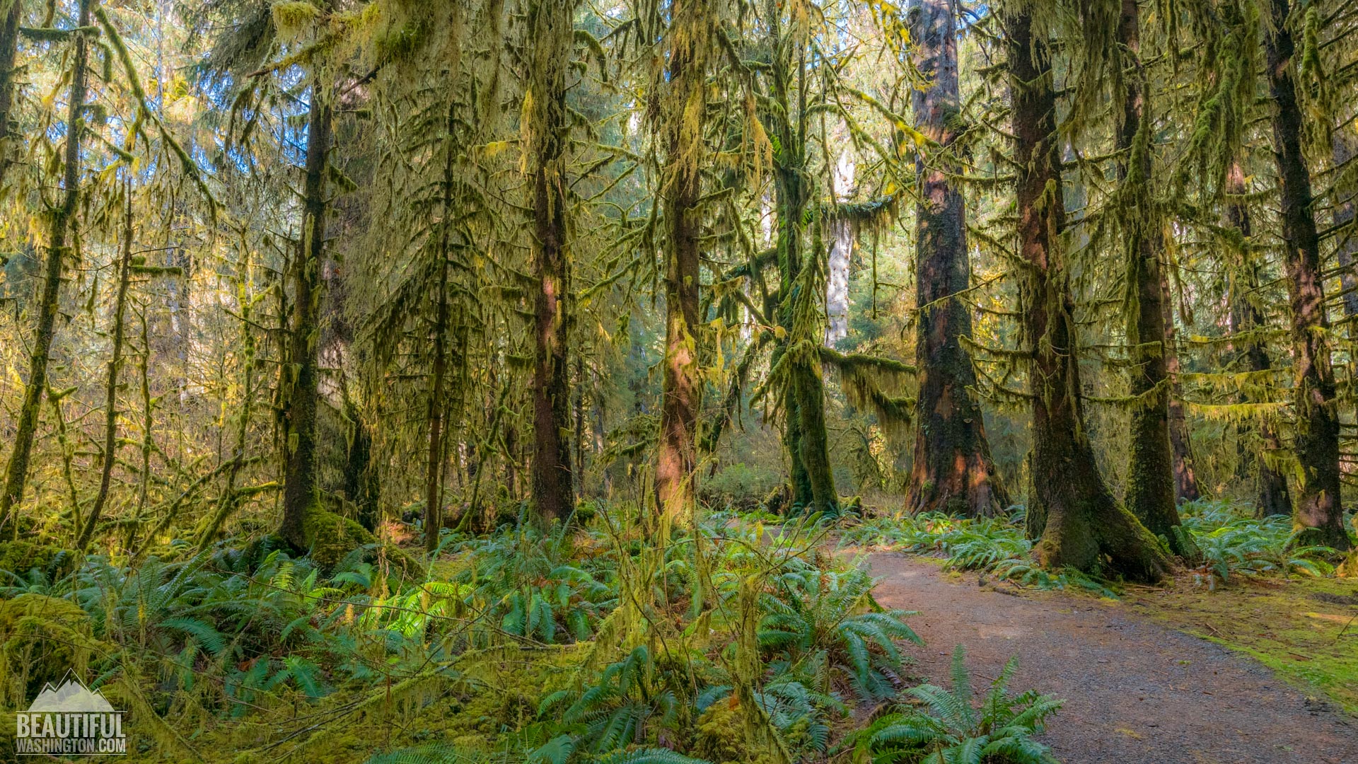 Hall of Mosses Trail, Hoh Rainforest, Olympic National Park, WA