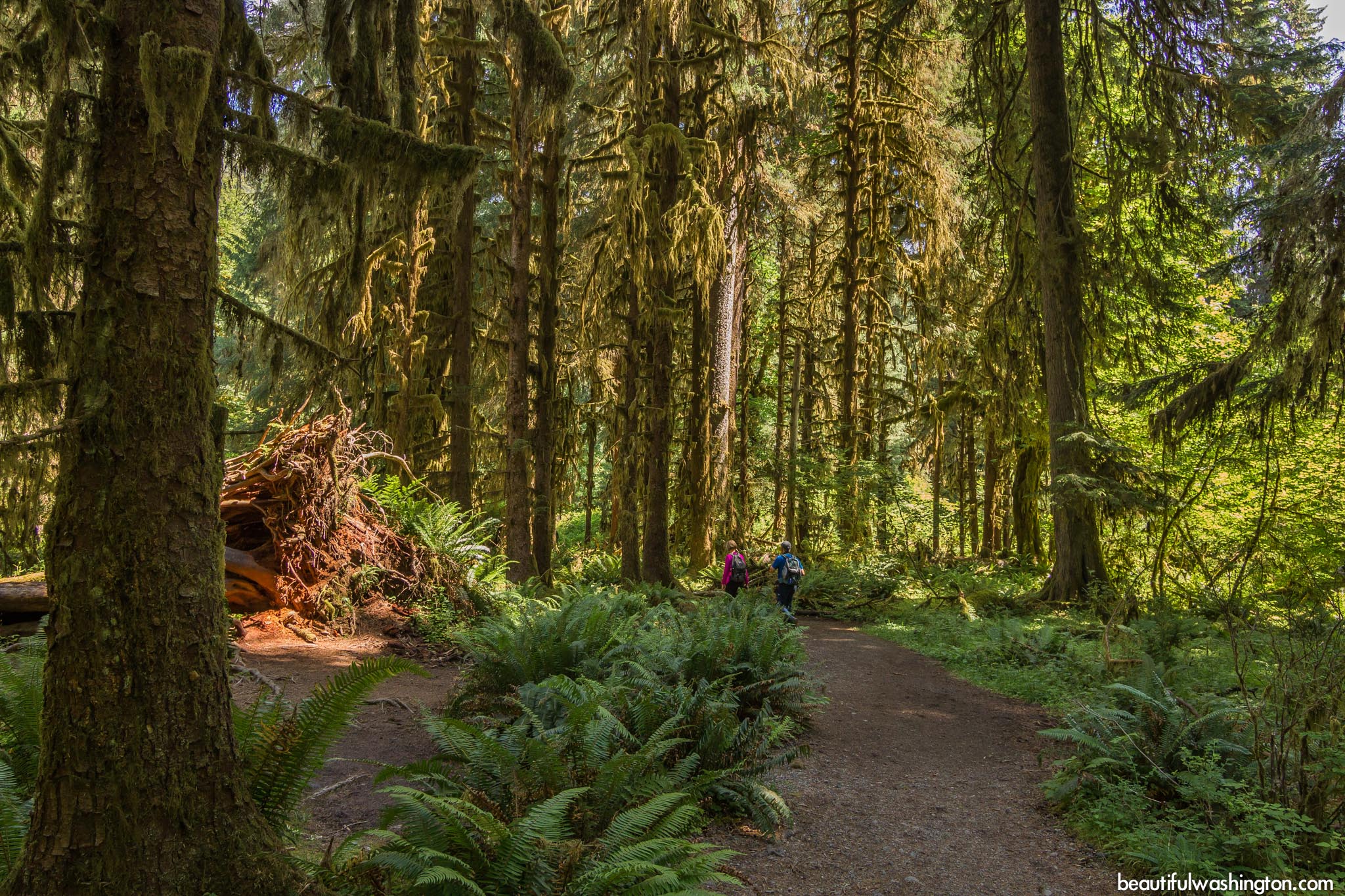 Photo from Olympic Peninsula, Hoh Rain Forest