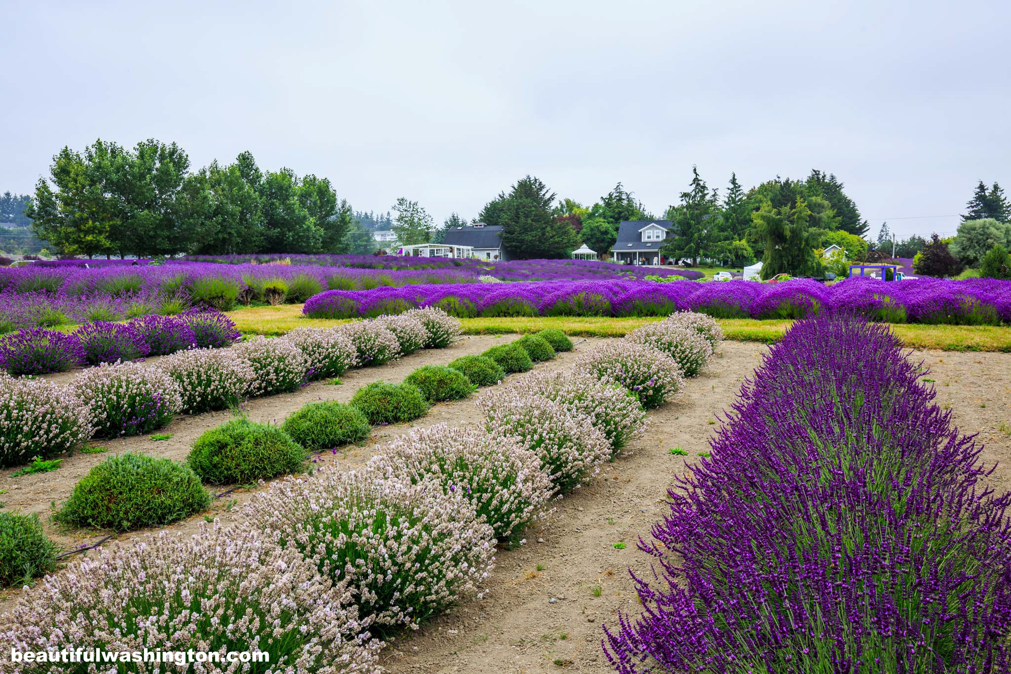 Photo from Clallam County, Jardin Du Soleil Lavender Farm