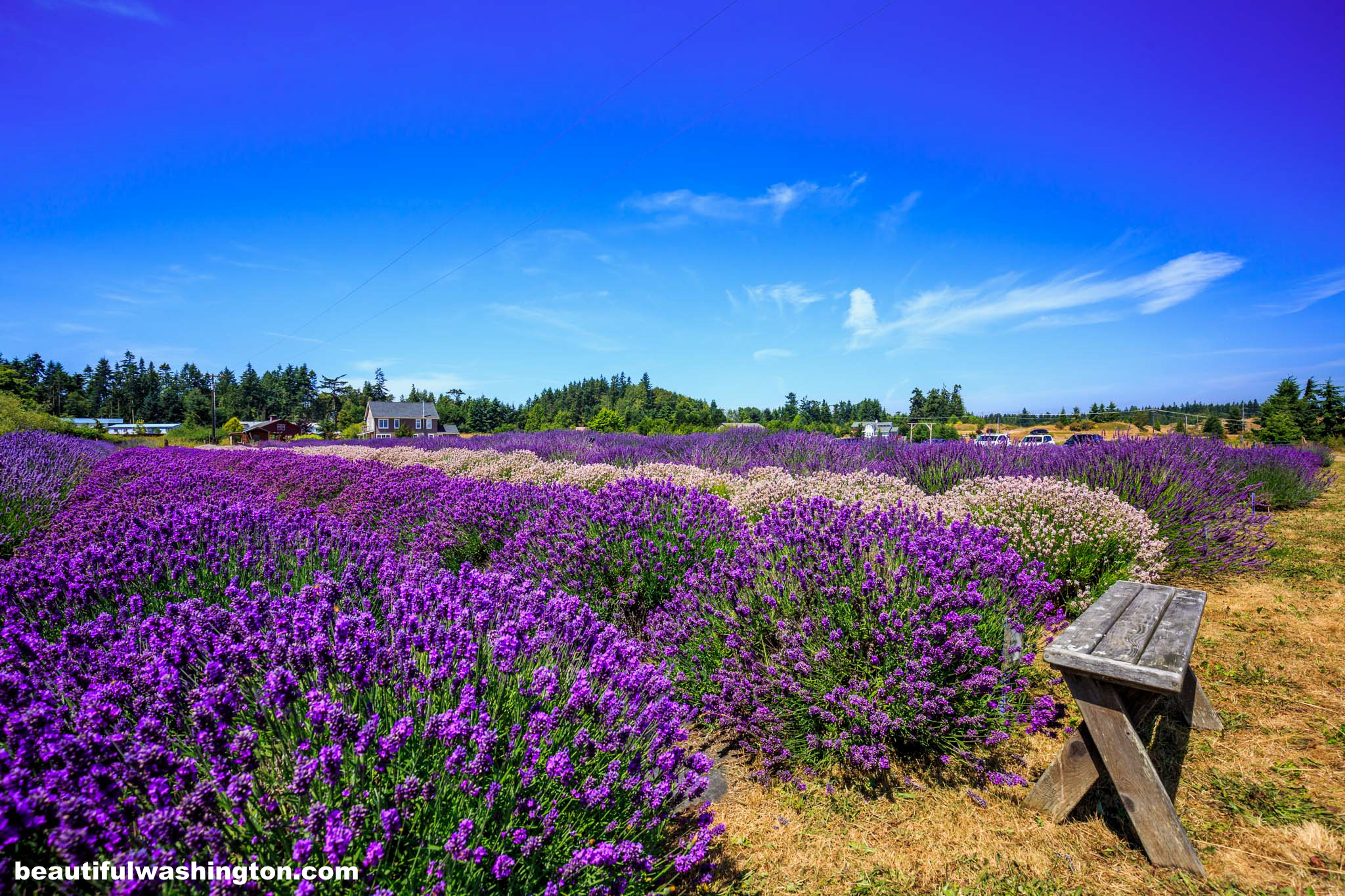 Photo from Clallam County, The Lavender Connection