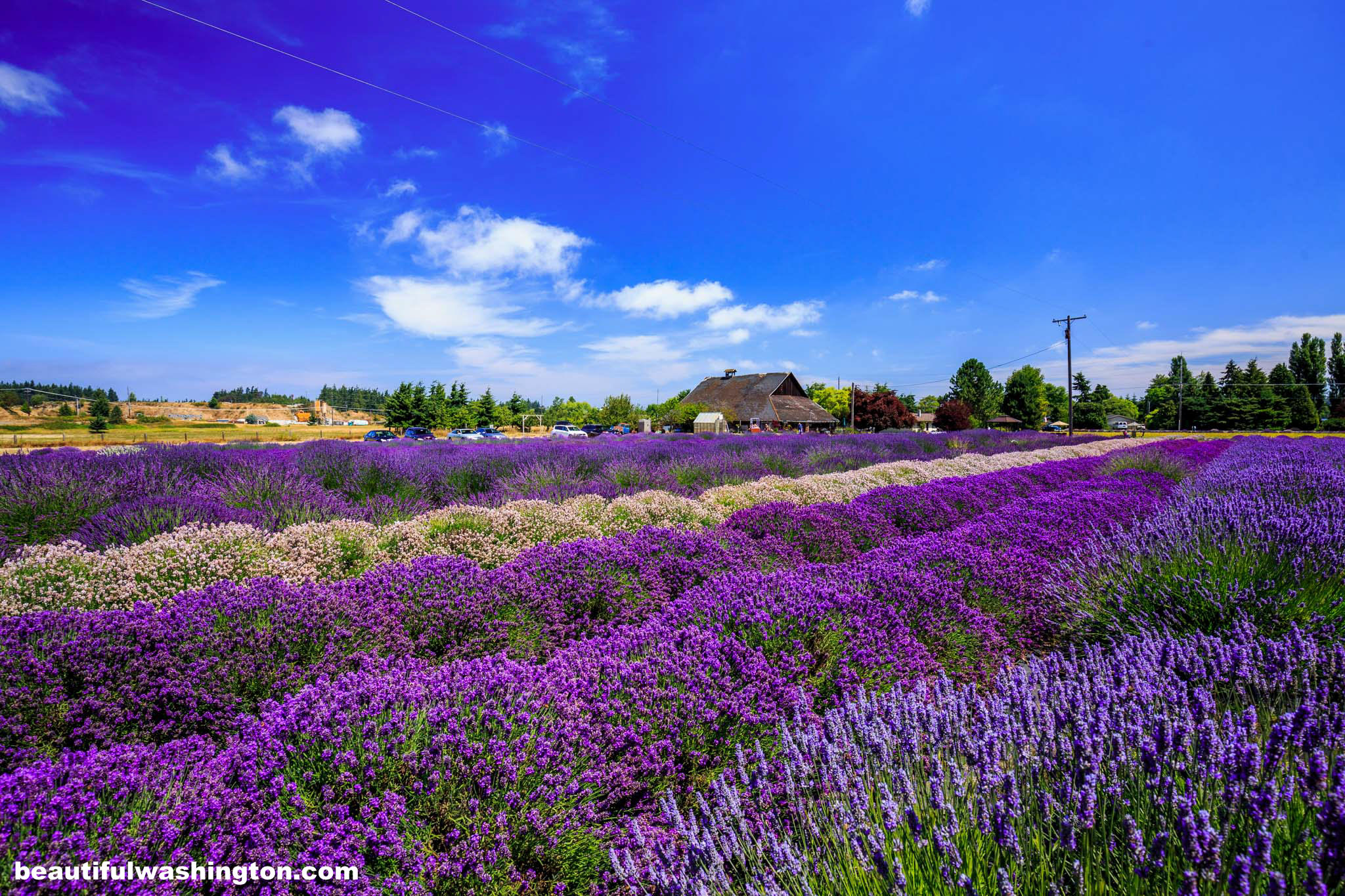 Photo from Clallam County, The Lavender Connection