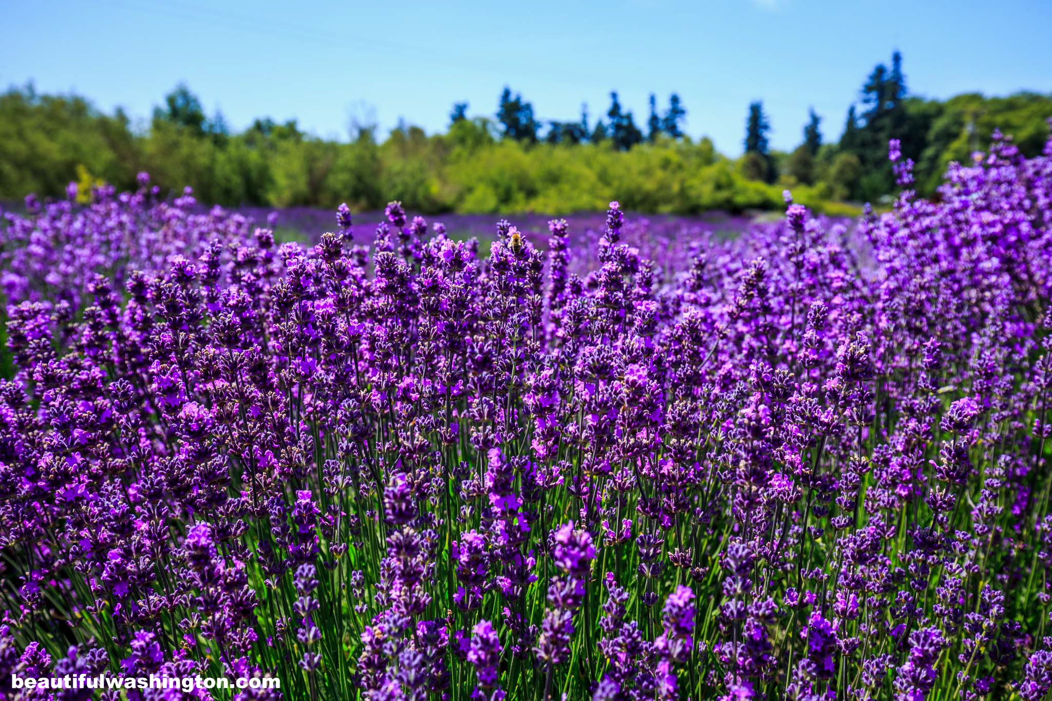 Lavender Fields 14