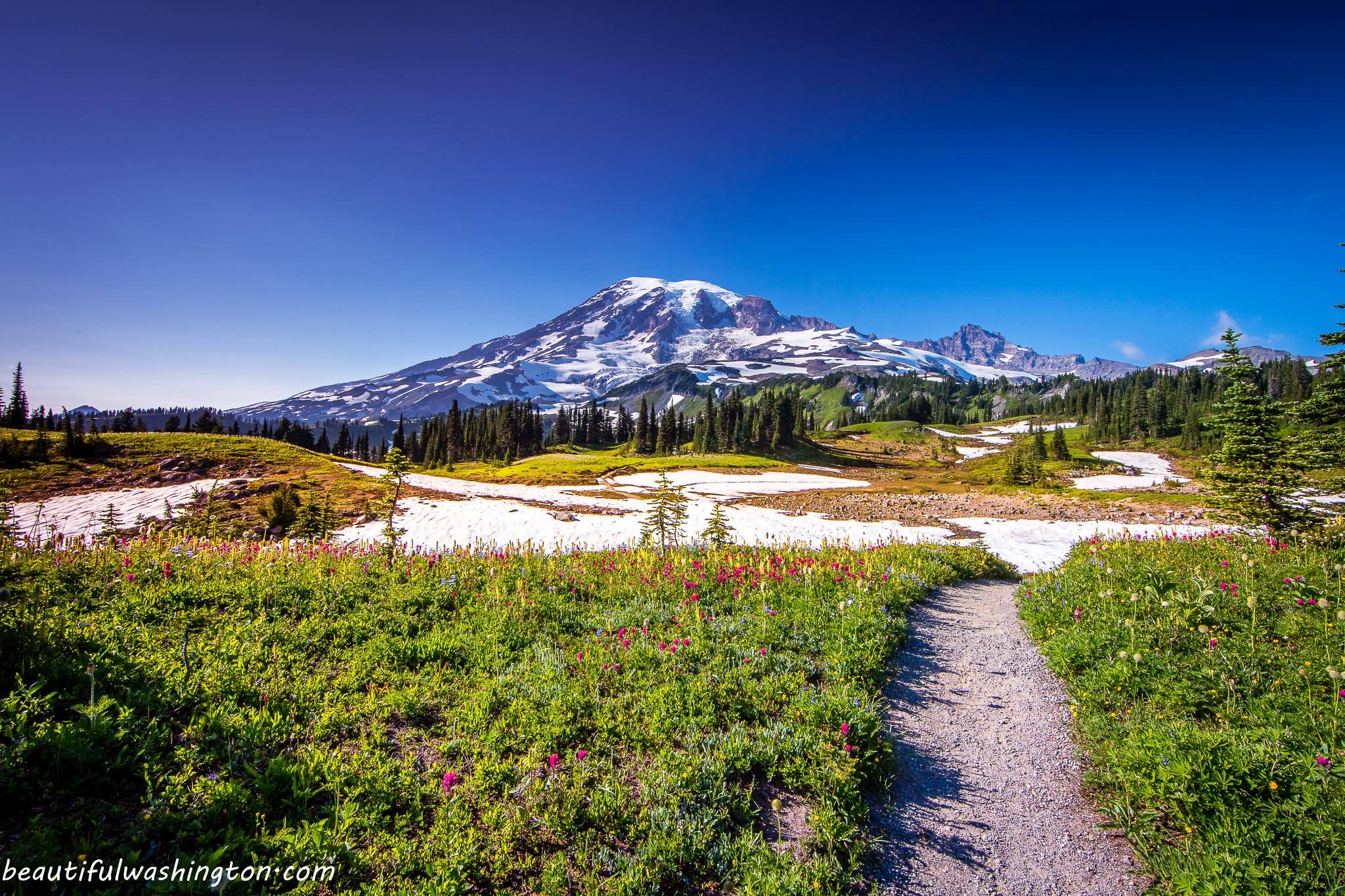 Photo from Mount Rainier National Park, Washington State