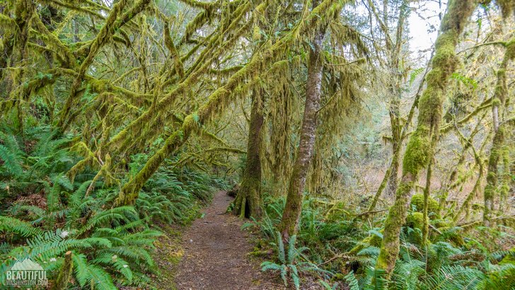 Photo taken at the Quinault Loop Trail, Olympic Peninsula Region