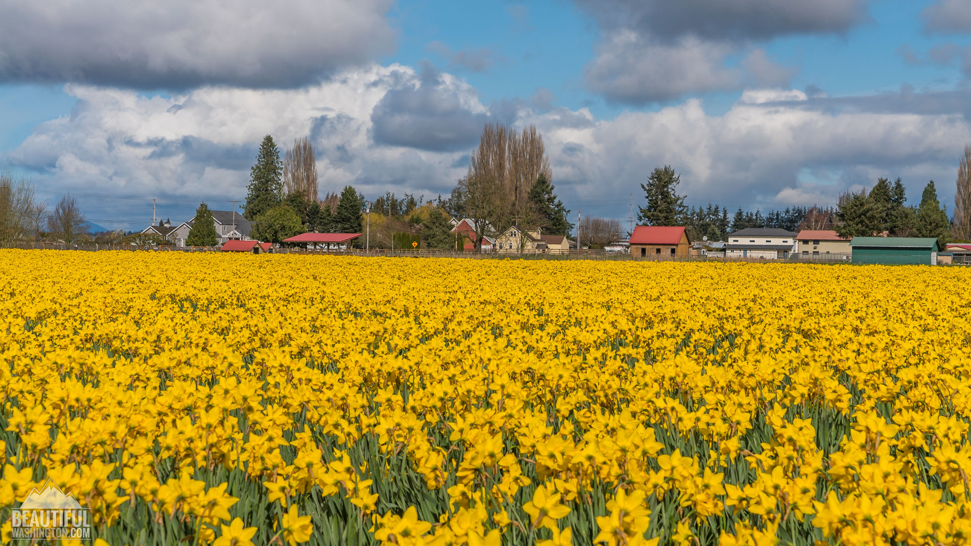 Skagit Valley Daffodils 
