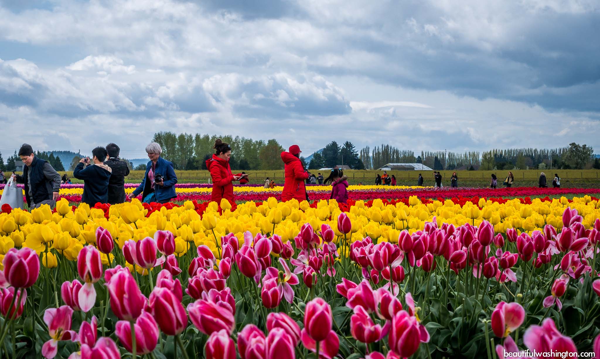 Photo from Skagit County, Mt Vernon, Skagit Valley Tulip Festival