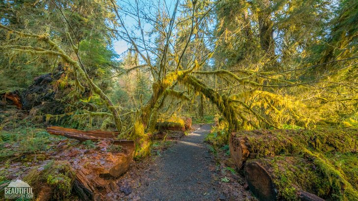 Photo from Olympic National Park, Hoh Rain Forest, Spruce Nature Trail