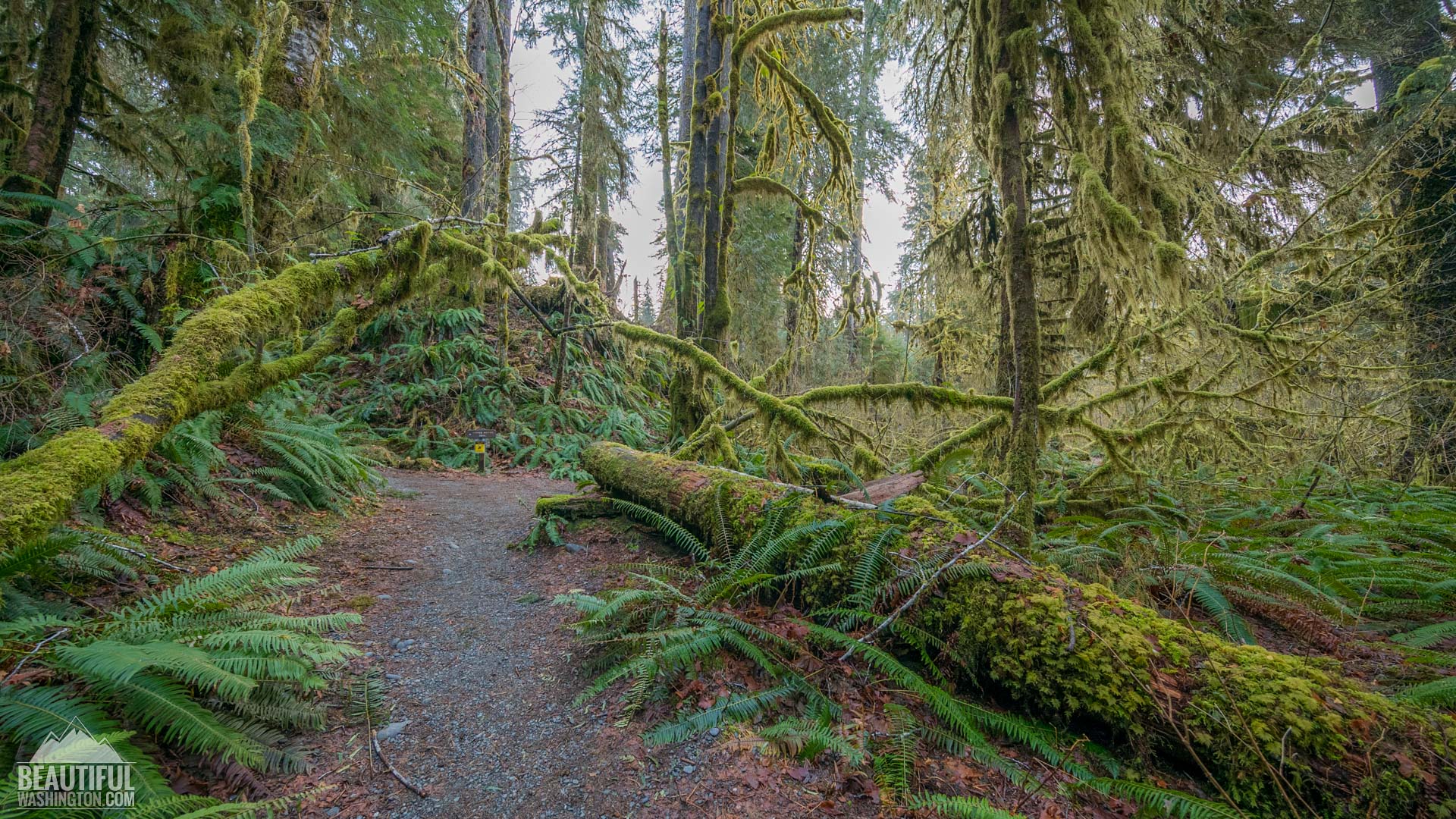 Spruce Nature Trail, Hoh Rainforest, Olympic National Park, WA