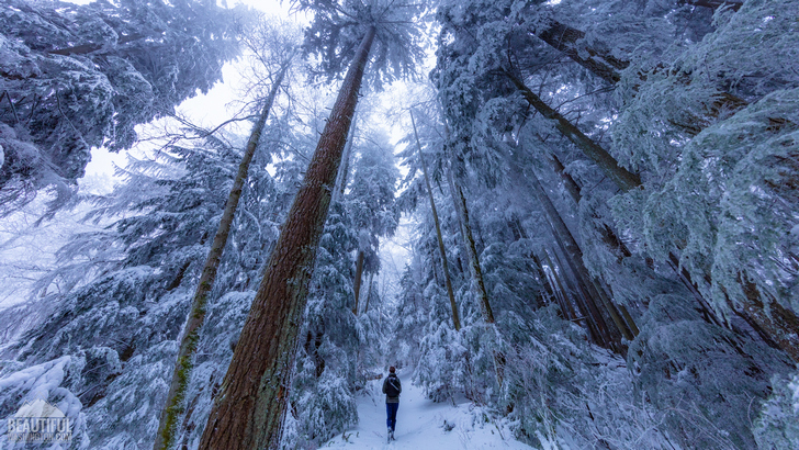 Walking in a snowy forest 