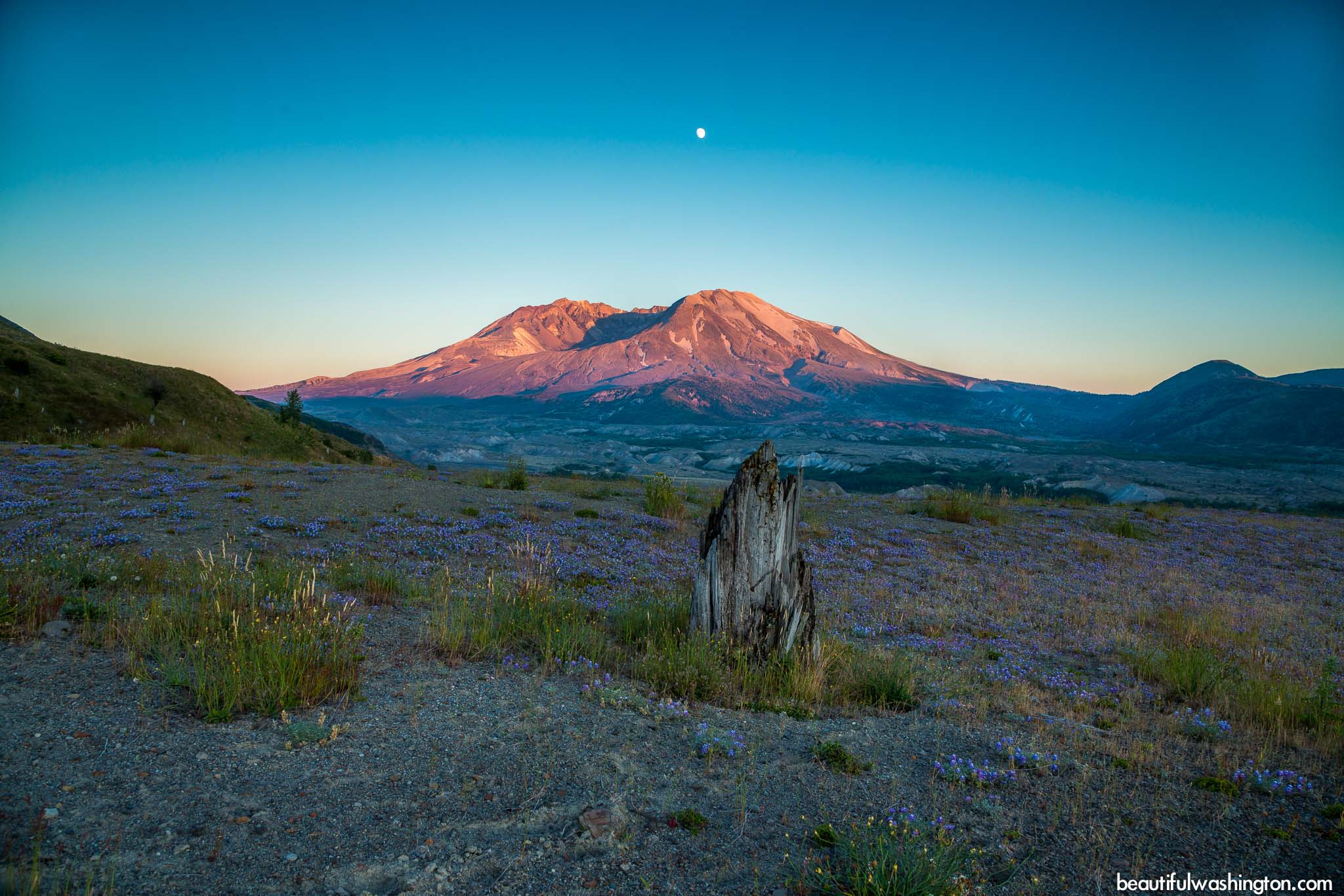 Photo from Mt. St. Helens Area, Hummocks Trail