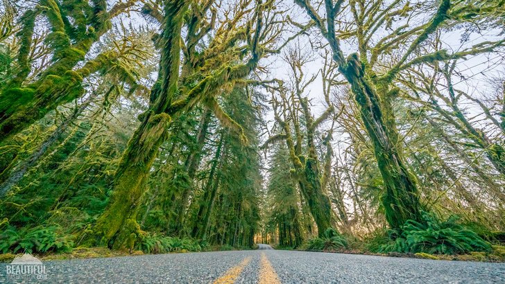 Photo from Upper Hoh Road, the road that takes you to the Hoh Rain Forest, Olympic Peninsula