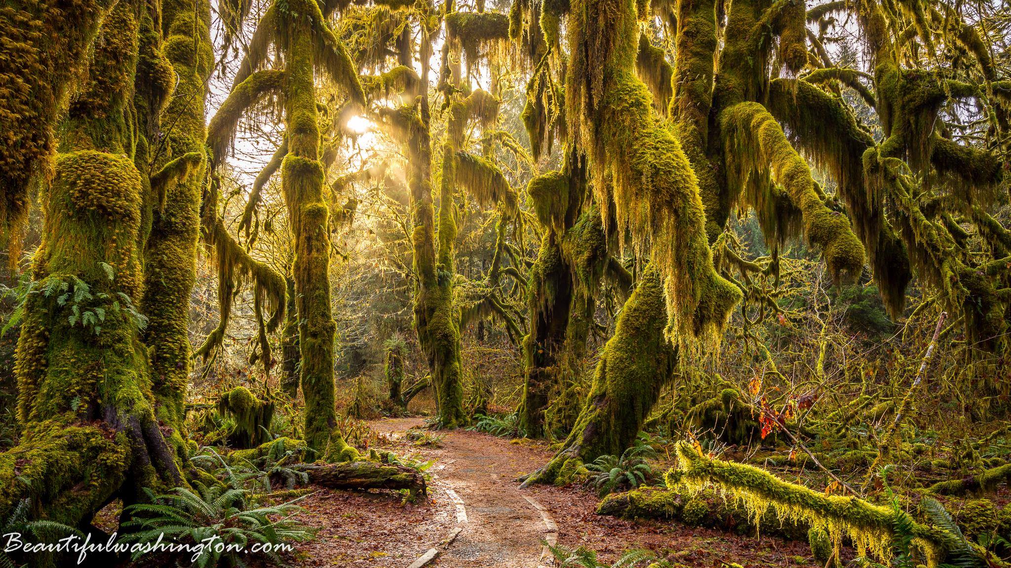 Photo from the Hall of Mosses Trail, Olympic National Park